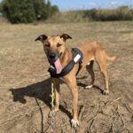 Malinois Mischling Tom, 12/2022, ca. 65 cm