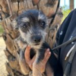 Mischling Toy, 08/2025, Endgröße ca. 25 cm