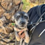 Mischling Toy, 08/2025, Endgröße ca. 25 cm