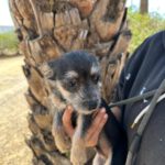 Mischling Toy, 08/2025, Endgröße ca. 25 cm