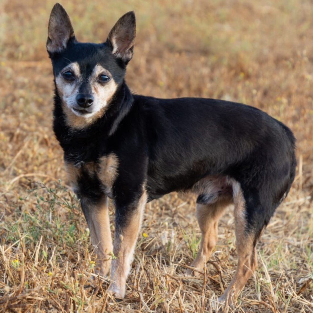 Pinscher-Mischling Trisky, 12/2012, 28 cm