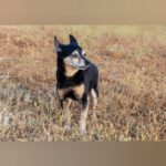 Pinscher-Mischling Trisky, 12/2012, 28 cm