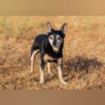 Pinscher-Mischling Trisky, 12/2012, 28 cm