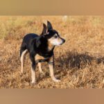 Pinscher-Mischling Trisky, 12/2012, 28 cm