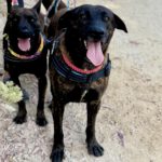 Mischling Tristan, 04/2023, ca. 65 cm