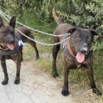 Mischling Tristan, 04/2023, ca. 65 cm