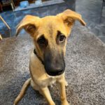 Malinois Mischling Tristan,04/2025, Endgröße ca. 45- 50 cm,16727 Oberkrämer