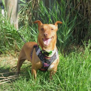 Podenco Maneto Troy, 04/2017, ca. 35 cm