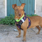 Podenco Maneto Troy, 04/2017, ca. 35 cm