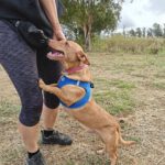 Podenco Maneto Troy, 04/2017, ca. 35 cm