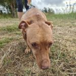 Podenco Maneto Troy, 04/2017, ca. 35 cm