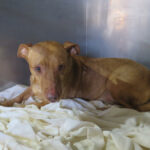 Podenco Maneto Troy, 04/2017, ca. 35 cm