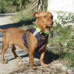 Podenco Maneto Troy, 04/2017, ca. 35 cm