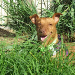 Podenco Maneto Troy, 04/2017, ca. 35 cm