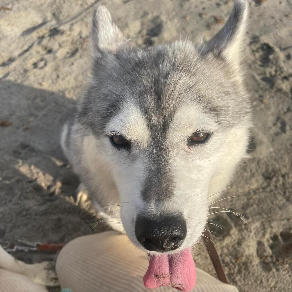 Husky-Mischling Tula, 10/2022, ca 50 cm