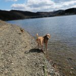 Doggen Mischling Ulises, 06/2020, ca. 75 cm, 57223 Kreuztal