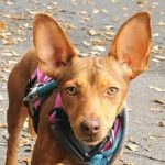 Podenco Maneto Vainilla, 07/2023, 27cm, 48612 Horstmar