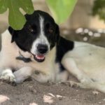 Mischling Venus, 06/2023, ca. 60 cm