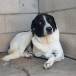 Mischling Venus, 06/2023, ca. 60 cm