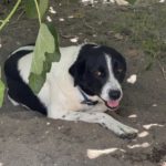 Mischling Venus, 06/2023, ca. 60 cm