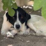 Mischling Venus, 06/2023, ca. 60 cm