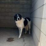 Mischling Venus, 06/2023, ca. 60 cm