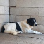 Mischling Venus, 06/2023, ca. 60 cm