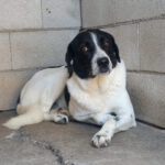 Mischling Venus, 06/2023, ca. 60 cm