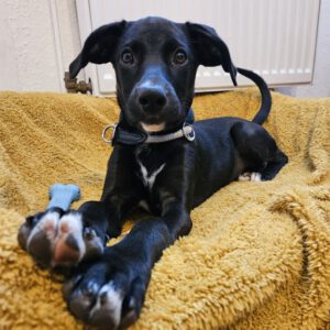 Podenco Mischling Violet, 07/2025, Endgröße ca. 50 cm, 22049 Hamburg