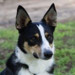 Border Collie Mischling Wasabi, 03/2022, ca. 49 cm