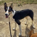 Border Collie Mischling Wasabi, 03/2022, ca. 49 cm