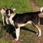 Border Collie Mischling Wasabi, 03/2022, ca. 49 cm