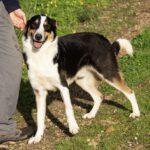 Border Collie Mischling Wasabi, 03/2022, ca. 49 cm