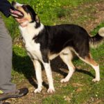 Border Collie Mischling Wasabi, 03/2022, ca. 49 cm