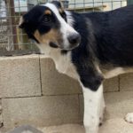 Border Collie Mischling Wasabi, 03/2022, ca. 49 cm