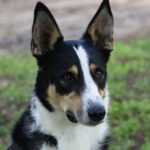 Border Collie Mischling Wasabi, 03/2022, ca. 49 cm