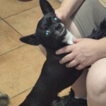 Chihuahua Yunior, 04/2024, 25 cm