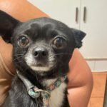 Chihuahua Yunior, 04/2024, 25 cm