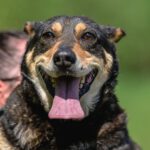 Mischling Zenit, 06/2015, ca 55 cm