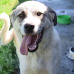 Mastin Mischling Zimmer, 09/2024, ca. 70 cm