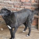 Mischling Zoi, 09/2016, ca. 50 cm