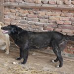 Mischling Zoi, 09/2016, ca. 50 cm