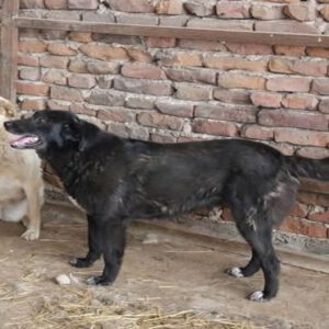 Mischling Zoi, 09/2016, ca. 50 cm