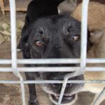 Mischling Zoi, 09/2016, ca. 50 cm