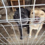 Mischling Zoi, 09/2016, ca. 50 cm