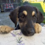 Mischling Zora, 06/2025, Endgröße ca. 60 cm, 78661 Dietingen