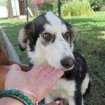 Mischling Zundert, 03/2025, Endgröße ca. 60 cm