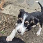 Mischling Aina, 08/2025, Endgröße: 40-48 cm