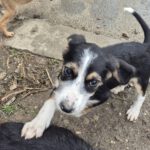 Mischling Aina, 08/2025, Endgröße: 40-48 cm