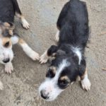 Mischling Aina, 08/2025, Endgröße: 40-48 cm